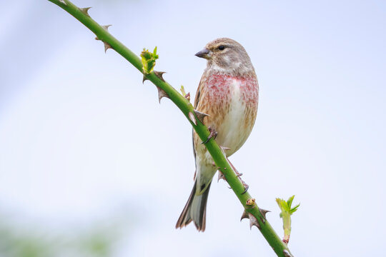 Linnet male bird, Carduelis cannabina singing white background high key