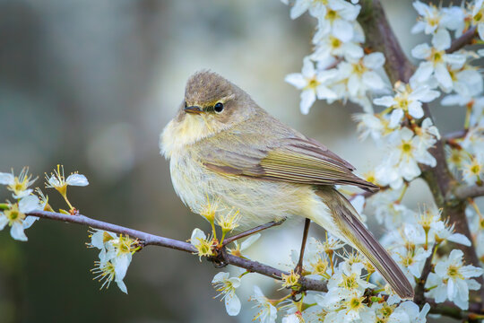 Common chiffchaff bird Phylloscopus collybita singing in flowers during Springtime