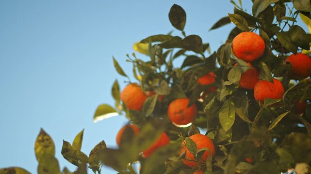 An orange tree branch with ripe oranges against a blue sky. Panning branches with oranges on a bright sunny day against blue sky. Slow motion shot of a fruit citrus tree on a summer day. Healthy food