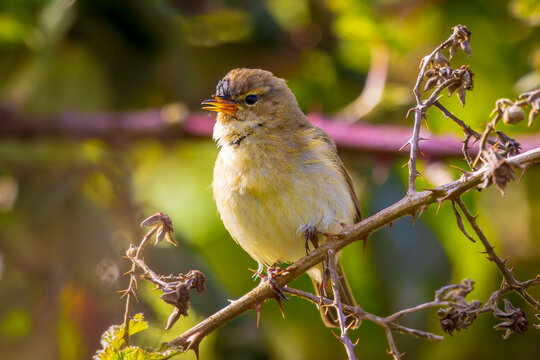 Common chiffchaff bird Phylloscopus collybita
