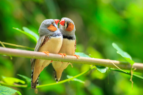 Two Zebra Finch Taeniopygia guttata, couple pair love and affection
