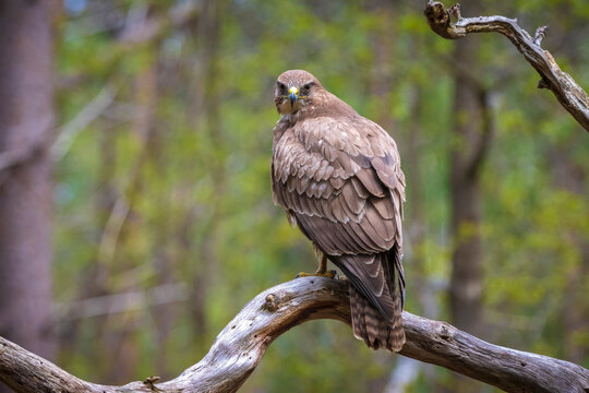Common buzzard, Buteo Buteo, bird of prey perched