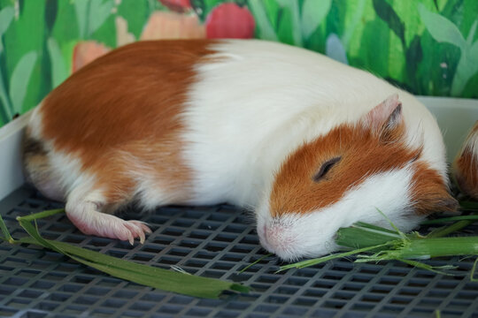 Adorable guinea pig peacefully sleeping on a textured surface with green grass