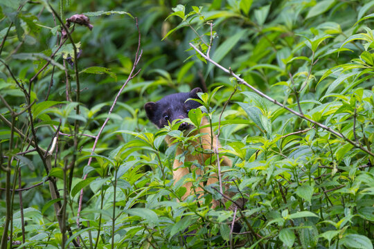 Yellow-throated Marten hiding in the lush green forest, its long slender body and bright yellow chest partially concealed among dense foliage. A rare and elusive glimpse of this agile forest predator 