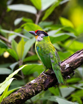 Golden-throated Barbet in a striking close-up, showcasing its vivid green plumage, crimson forehead, black bill, and distinctive yellow throat. An intimate portrait of this colorful Asian barbet in it