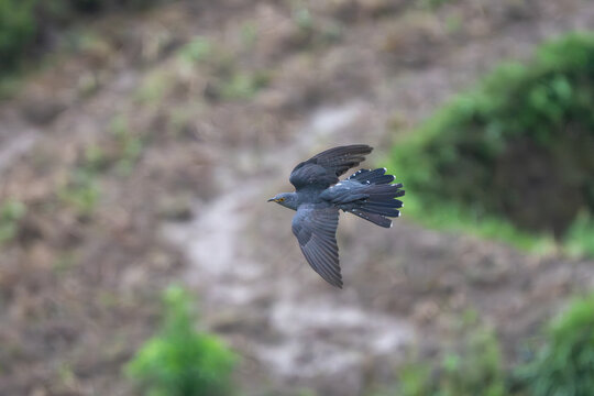 Common Cuckoo in flight over its foraging ground, with wings spread wide showcasing its long pointed wings and sleek grey body. A dynamic action shot of this migratory bird hunting insects 