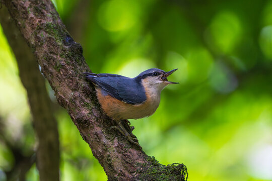 Chestnut-bellied Nuthatch catching and eating an insect, clinging upside down to a tree trunk with its sharp claws. A dynamic action shot of this agile bird foraging in its natural forest habitat.