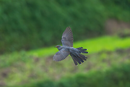 Common Cuckoo in flight over its foraging ground, with wings spread wide showcasing its long pointed wings and sleek grey body. A dynamic action shot of this migratory bird hunting insects 