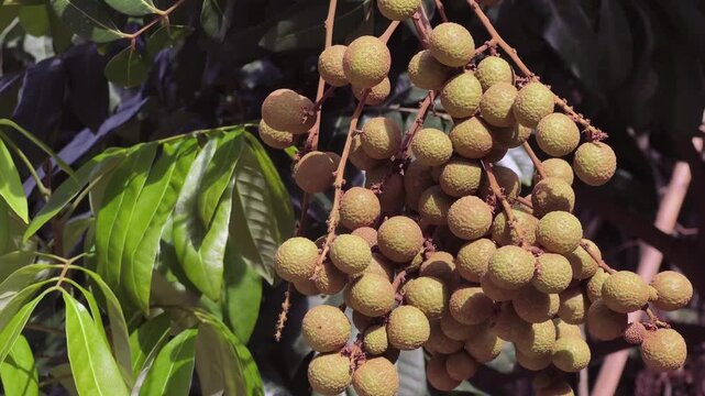 green olives on a tree