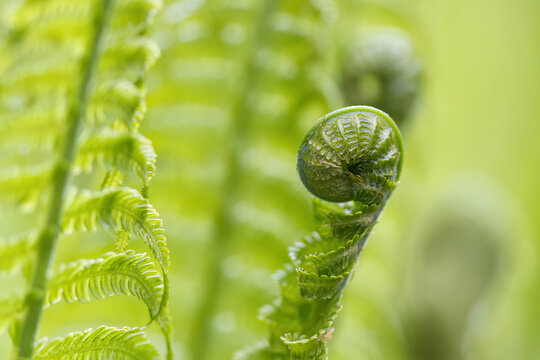 curled leaf tip, rolled-up colored leaf tip, grass-green fern fronds gleam in the sun, light green leaves in the sunshine, leaves in the bright sunshine, shades of green