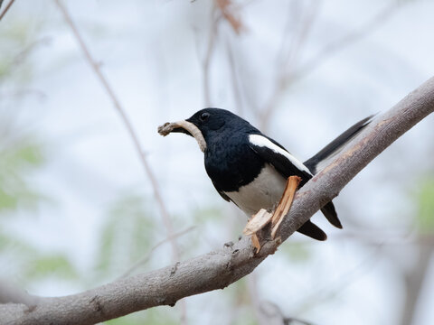 Indian robin eating a worm on a branch