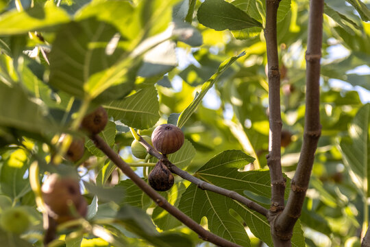 Ripe fig fruit ripening on tree branch among green leaf foliage. Fresh sweet purple figs on twig in bright afternoon sunlight, summer harvest season, agriculture, Anatolia, Turkey.