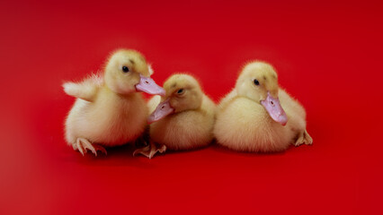 Fototapeta premium Adorable fluffy baby ducks interacting together isolated on bright red surface, friendship and togetherness concept with domestic poultry chicks