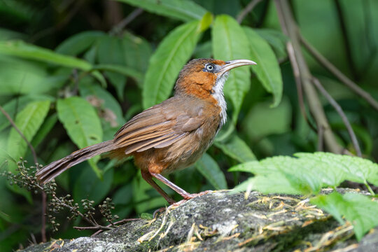 Rusty-cheeked Scimitar-babbler in a striking close-up, showcasing its distinctive long decurved bill, broad orange-rufous face and flanks, and contrasting white throat and belly. A detailed portrait o