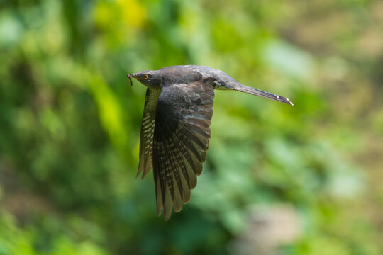 Common Cuckoo in flight over its foraging ground, with wings spread wide showcasing its long pointed wings and sleek grey body. A dynamic action shot of this migratory bird hunting insects 