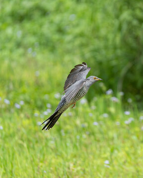 Common Cuckoo in flight over its foraging ground, with wings spread wide showcasing its long pointed wings and sleek grey body. A dynamic action shot of this migratory bird hunting insects 