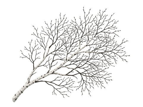 A barren tree with tree withered leaves  leaves and dead  branches against a white background.