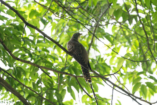 Immature Common Cuckoo perched on a tree branch, showing its brownish-gray plumage with fine barring and a slight crest. A quiet portrait of this young brood parasite blending into its woodland surrou