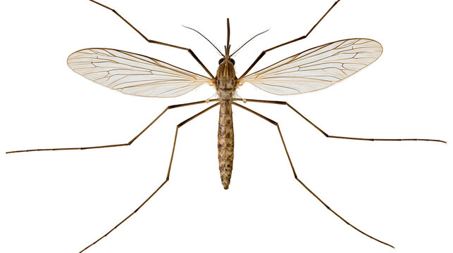 Crane fly insect with long legs and wings