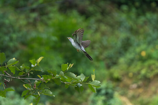 Common Cuckoo in flight over its foraging ground, with wings spread wide showcasing its long pointed wings and sleek grey body. A dynamic action shot of this migratory bird hunting insects in its natu