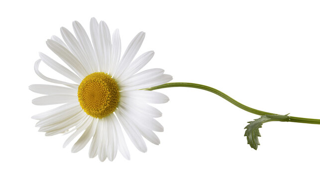 White daisy flower with yellow center and green stem