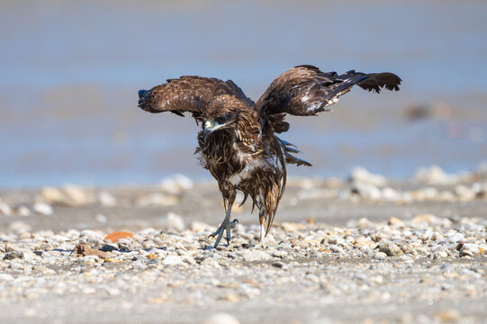 Black Kite spreading its wings wide after bathing, with water droplets glistening on its dark brown plumage. A dramatic action shot of this raptor drying and preening in its natural habitat.