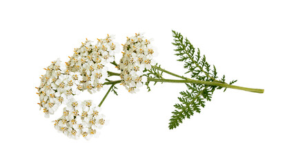 White yarrow flowers with green fern-like leaves and stem © Elena