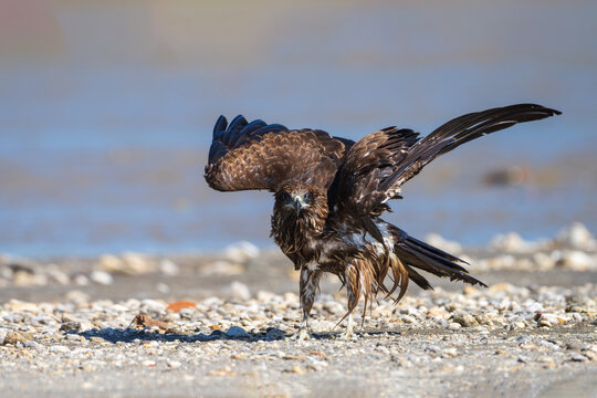 Black Kite spreading its wings wide after bathing, with water droplets glistening on its dark brown plumage. A dramatic action shot of this raptor drying and preening in its natural habitat.