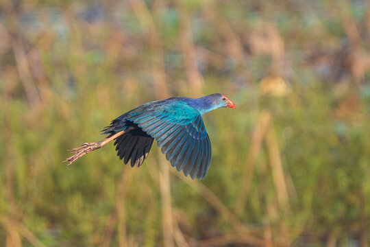Grey-headed Swamphen in close-up flight, with its striking purple-blue plumage, bright red bill and frontal shield fully visible against a natural backdrop.