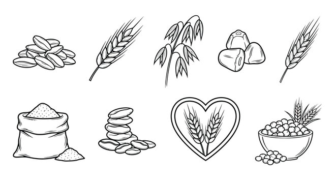 Set of hand drawn agricultural cereal grain icons including wheat ears oat stalks barley seeds and flour sack isolated on white for healthy organic design.