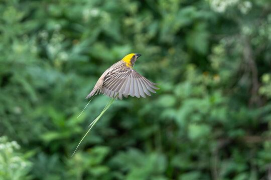 Baya Weaver in flight carrying nesting material against a lush green background. A dynamic action shot showcasing the bird's bright yellow plumage and skillful nest-building behavior 