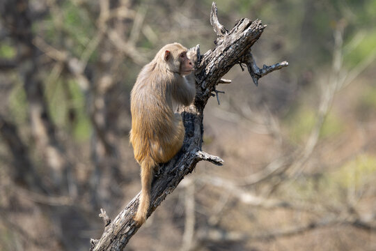 Rhesus Macaque perched in a tree, scanning the surrounding jungle with an alert and watchful expression. A captivating wildlife portrait of this intelligent primate surveying its forest environment.