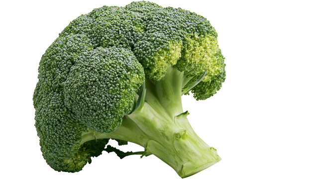 Fresh green broccoli head with thick stem