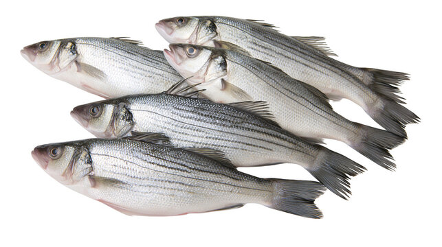 Group of Fresh Striped Bass Fish
