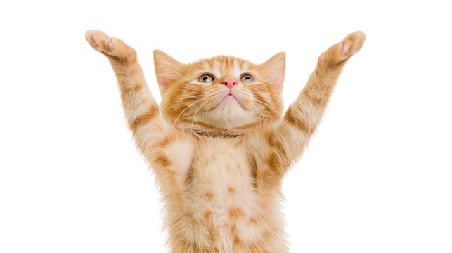 Orange tabby kitten with paws raised up