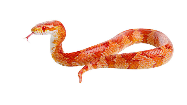 Orange and yellow corn snake with red eyes and forked tongue