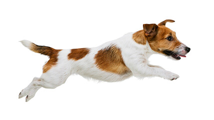 Jack Russell Terrier dog running with tongue out © Carmen