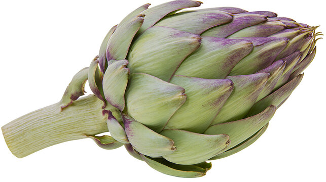 Green artichoke with purple tips and thick stem