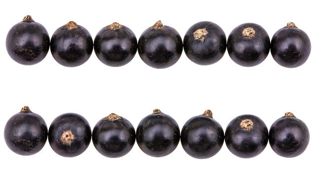 Dark purple blackcurrants arranged in two rows
