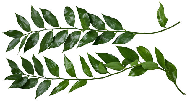 Two green Ruscus branches with glossy leaves