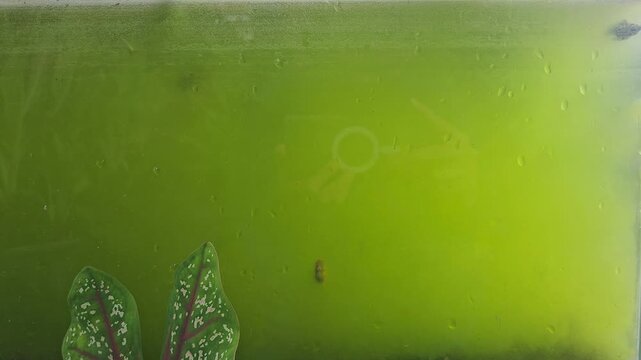 Several small platy and molly fish swimming in an aquarium filled with murky green algae water next to a potted caladium plant