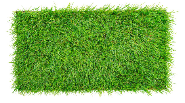 Fresh green grass texture with sharp blades