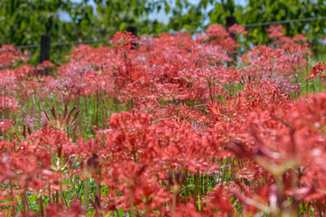 A beautiful field of red spider lilies in full bloom during autumn equinox with vivid colors and a soft blurred nature background