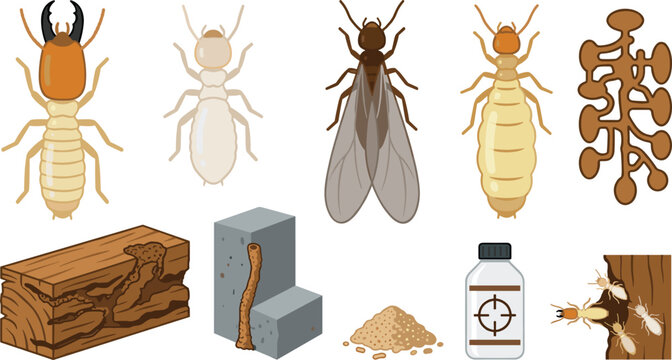 Termite Vector Illustration Featuring Soldier, Worker, Queen, Alate Castes with Nest, Wood Damage, Mud Tube, Pesticide