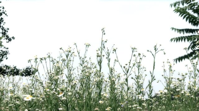 Low angle view of tall wildflowers and wild grasses growing against a bright white sky