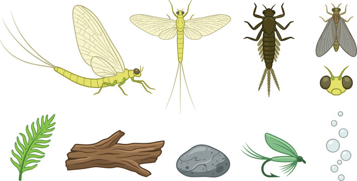 Aquatic Insect Vector Illustration Featuring Mayfly Life Stages, Nymphs, Wings, Plant, Driftwood, Stone, Fly, and Bubbles