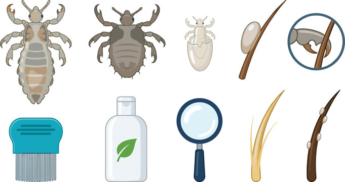 Head Lice Vector Illustration Featuring Life Cycle Stages, Nits on Hair, Comb, Shampoo, Magnifying Glass Tools