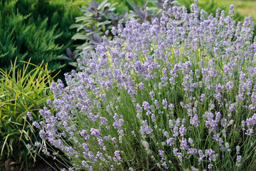 Obraz premium blooming lavender in the garden