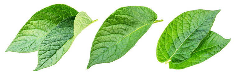 Fototapeta premium Collection of individual green young potato leaves isolated on a white background.