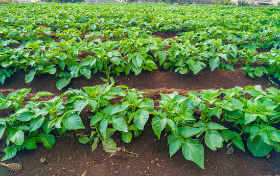 Long rows of fresh green potato bushes growing in rich dark brown soil on an agricultural field.